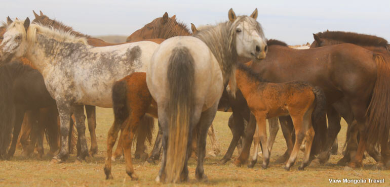 beautiful wild horses