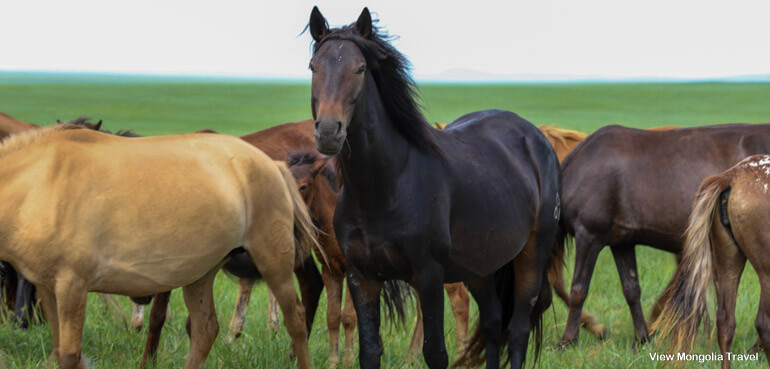 black horses