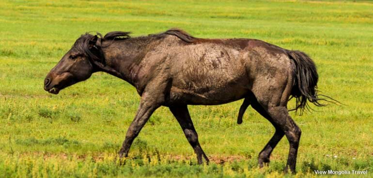 black stallion horse