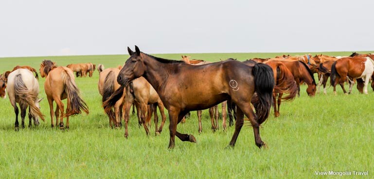 brown horses