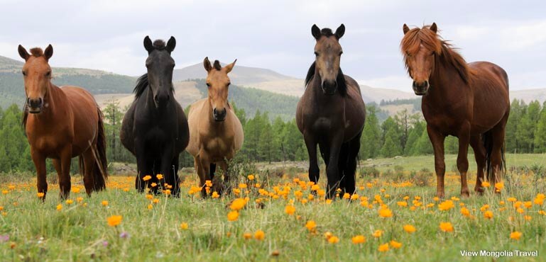 cute horses