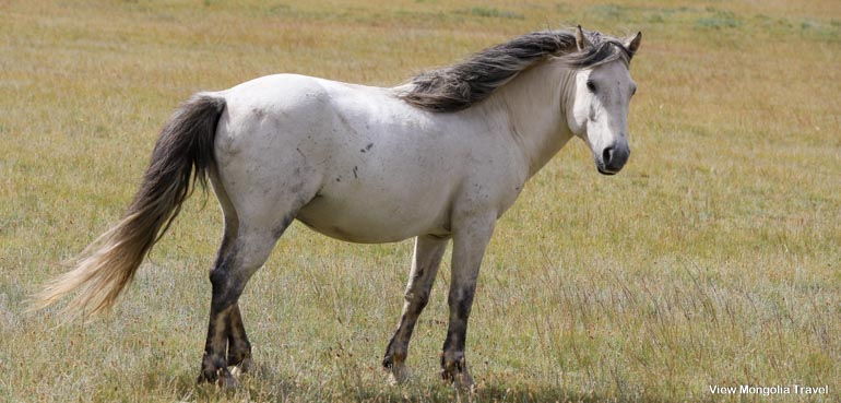 grey horse