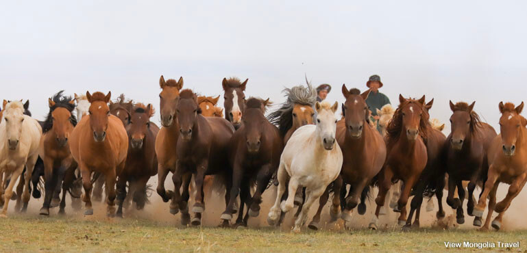 group of horses