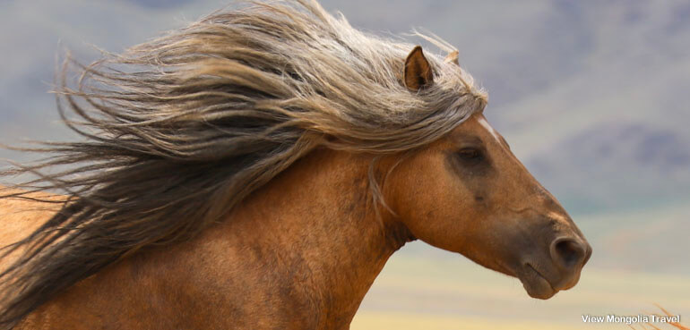 horse head