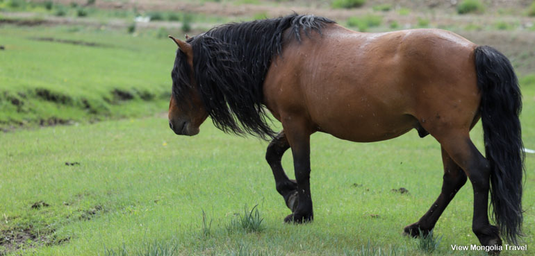 horse poses
