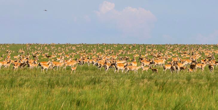 mongolia-gazelle-image