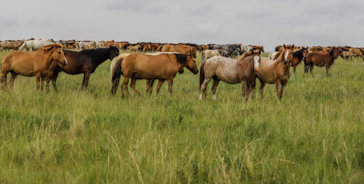 mongolia horse pictures