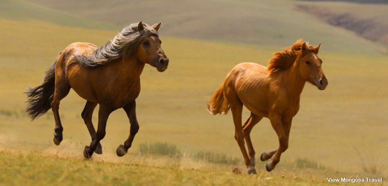 running horse