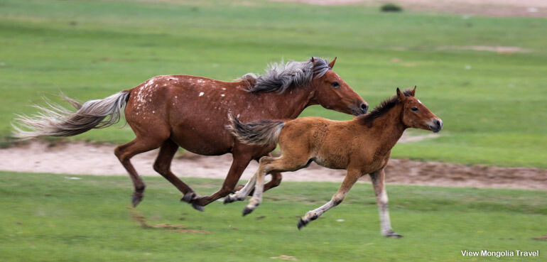 young horse